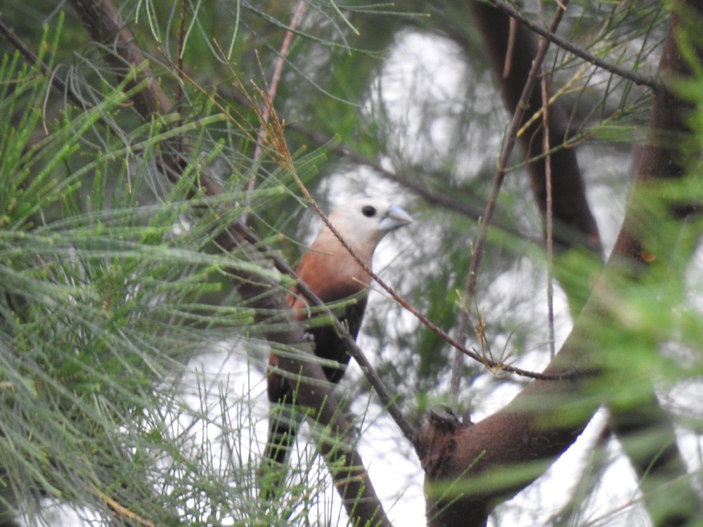 Burung Bondol Haji (Lonchura maja)